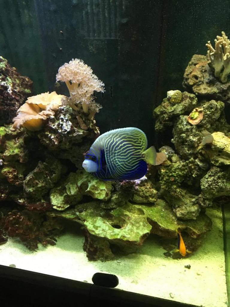 Emperor Angelfish Posing.JPG