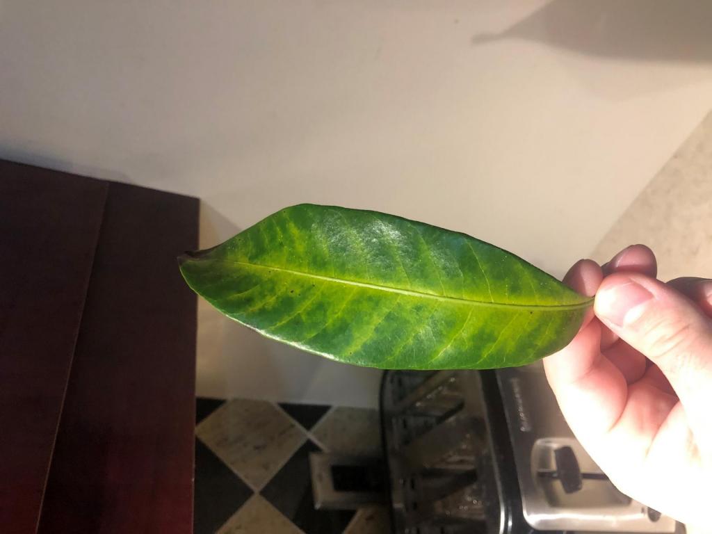 longan leaf.jpg