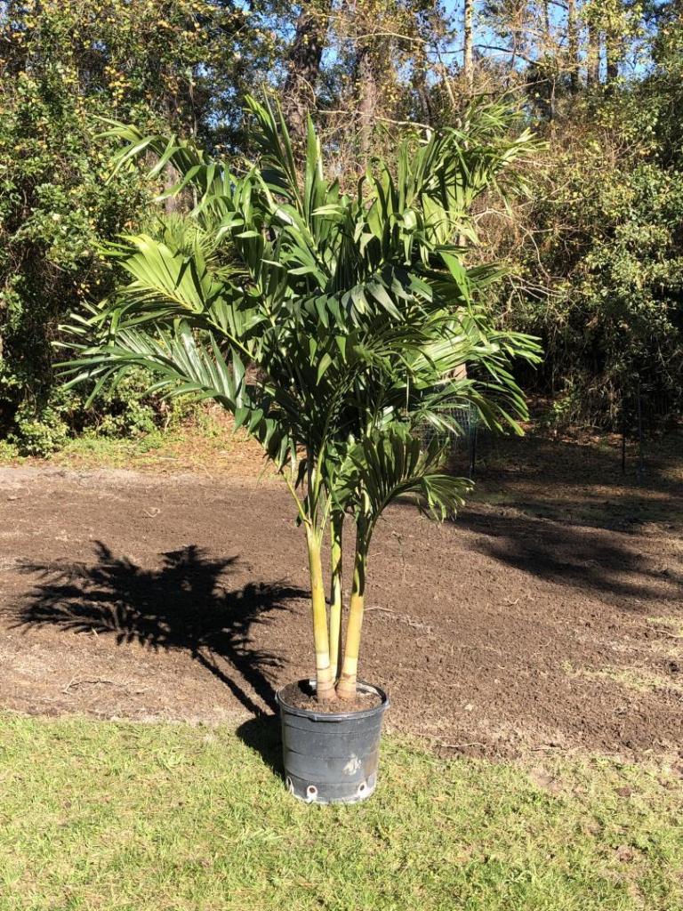Christmas Palm Going for It COLD HARDY PALMS PalmTalk