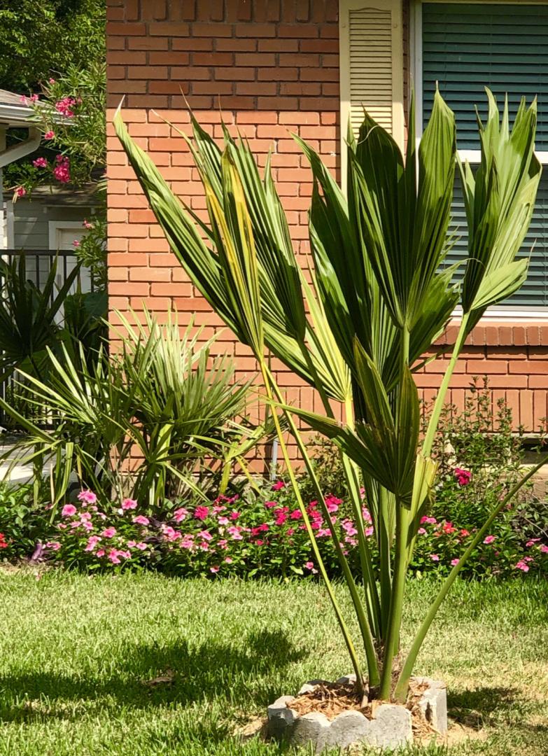 Cold hardy palm growth rate examples in zone 8b. Dallas DISCUSSING