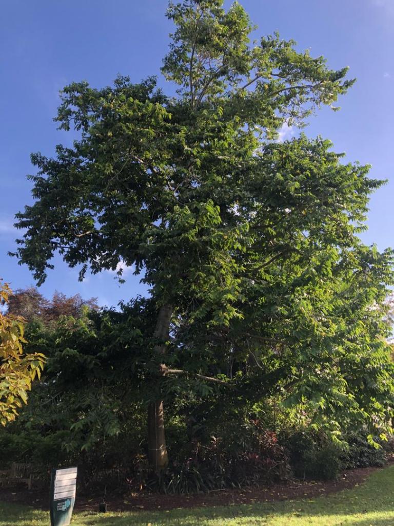 YlangYlang TROPICAL LOOKING PLANTS Other Than Palms PalmTalk