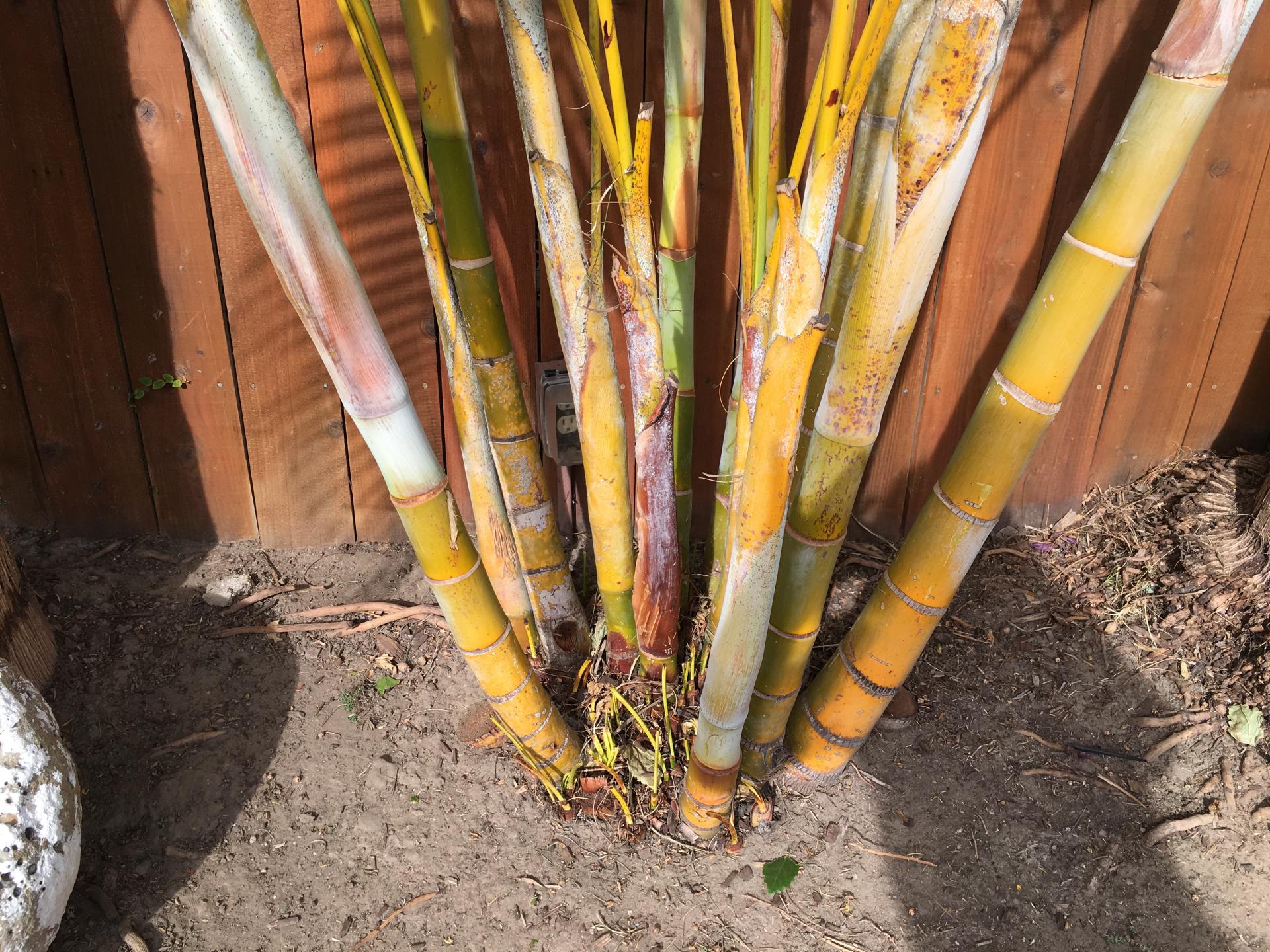 Golden Cane Palms looking for advice DISCUSSING PALM TREES