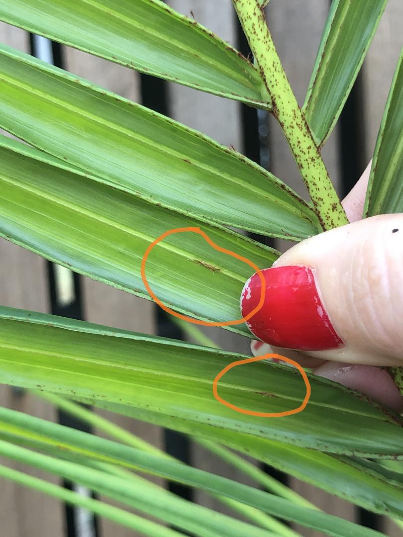 Dypsis baronii bug DISCUSSING PALM TREES WORLDWIDE PalmTalk