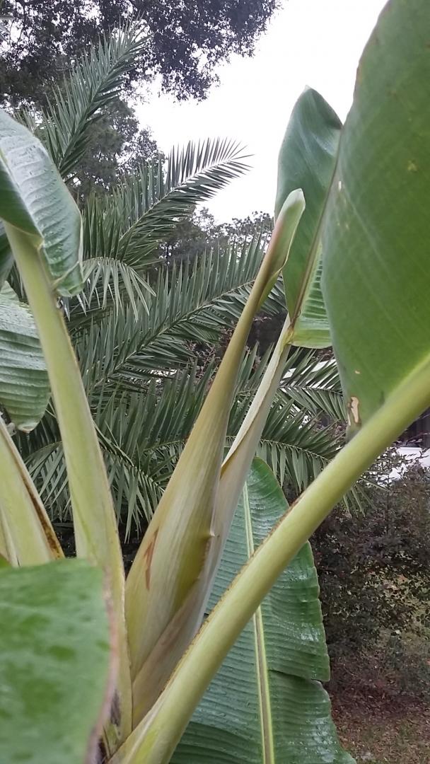 Blue P. sylvestris - COLD HARDY PALMS - PalmTalk