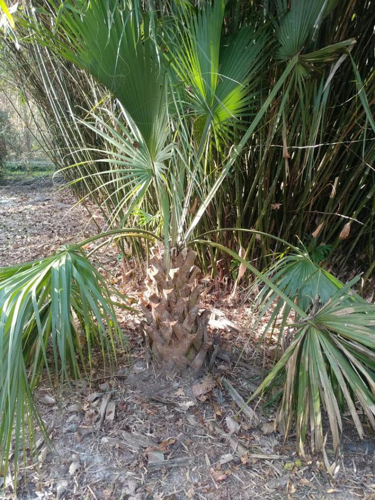 sabal-palmetto-full.thumb.jpg.afc372661b28a8c4ef082db2ddd18e77.jpg