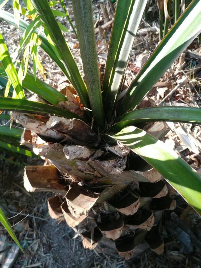 sabal-palmetto-spear.thumb.jpg.59992d691cd436e0228ec42c060a6f22.jpg