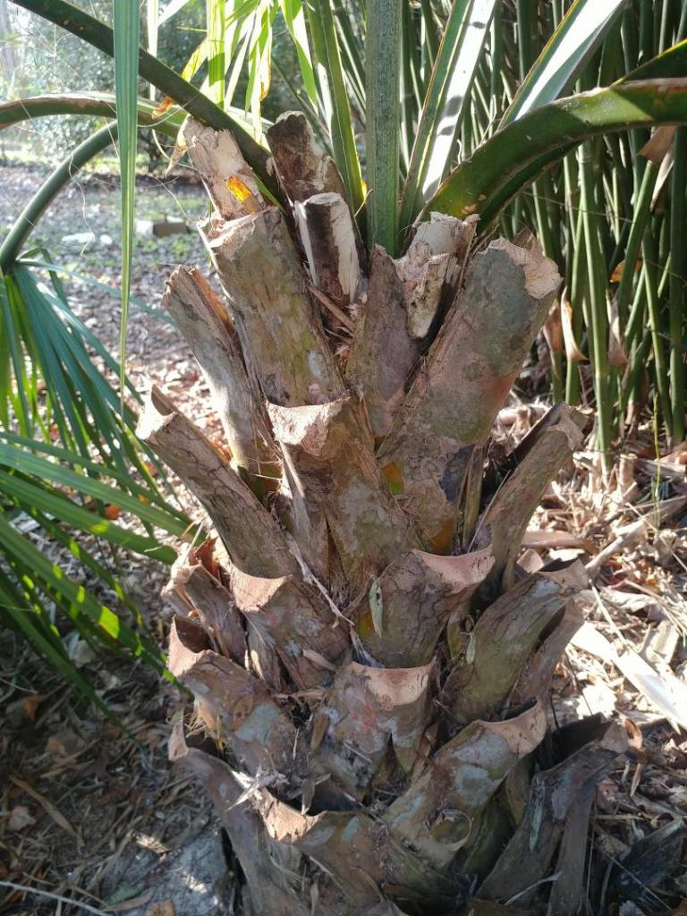 sabal-palmetto-trunk.thumb.jpg.d8d818b73d7b20686e4116a61bf3c52c.jpg