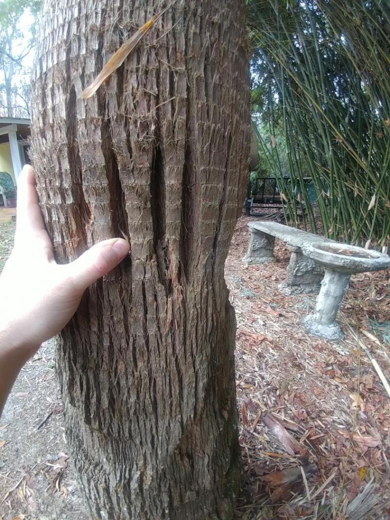 trunk-rot-lines.thumb.jpg.ce6512d22b6785817db9d0f11c15e404.jpg