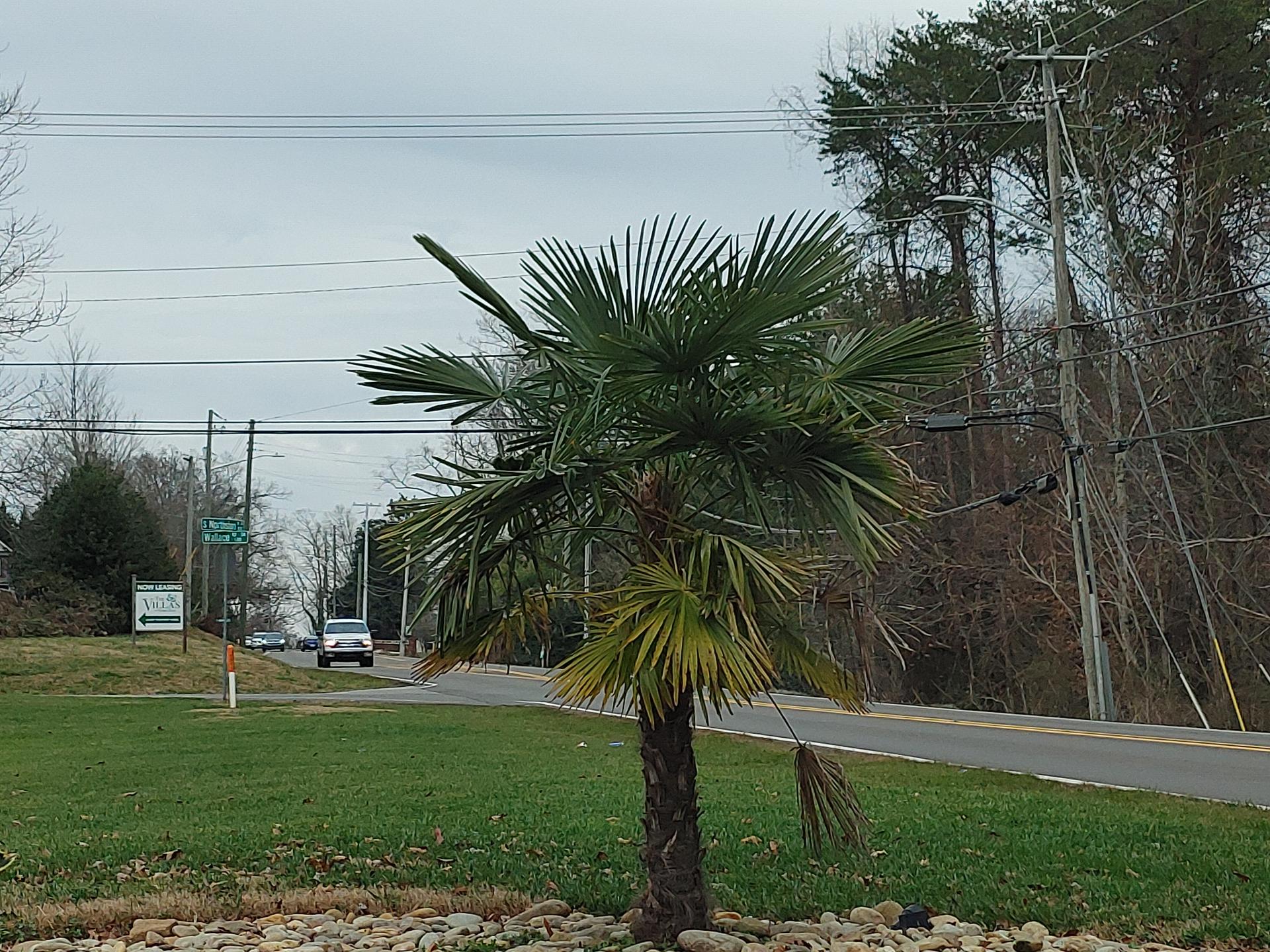 Windmills in Tennessee DISCUSSING PALM TREES WORLDWIDE PalmTalk