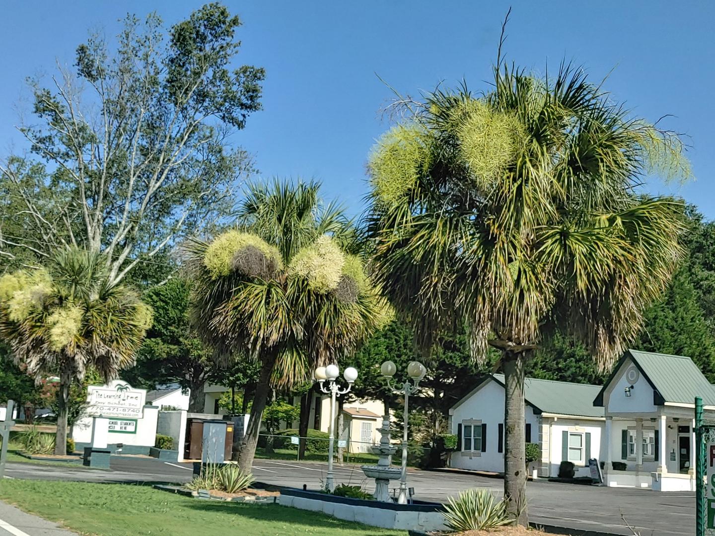 Large Sabal palmetto in Southern Oklahoma COLD HARDY PALMS PalmTalk