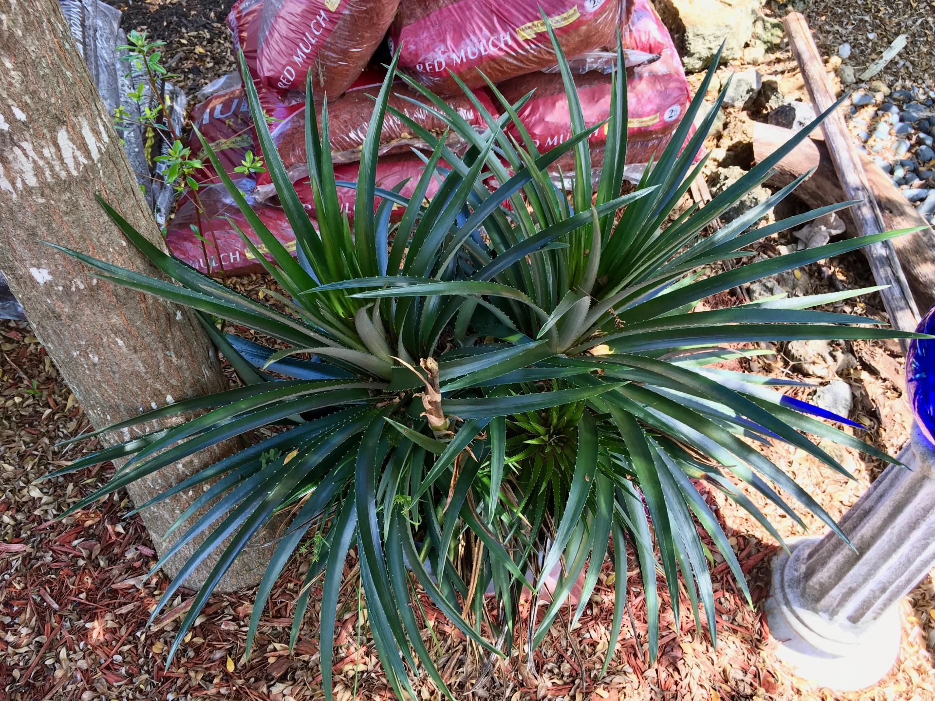 Hechtia glauca planting advice - TROPICAL LOOKING PLANTS - Other