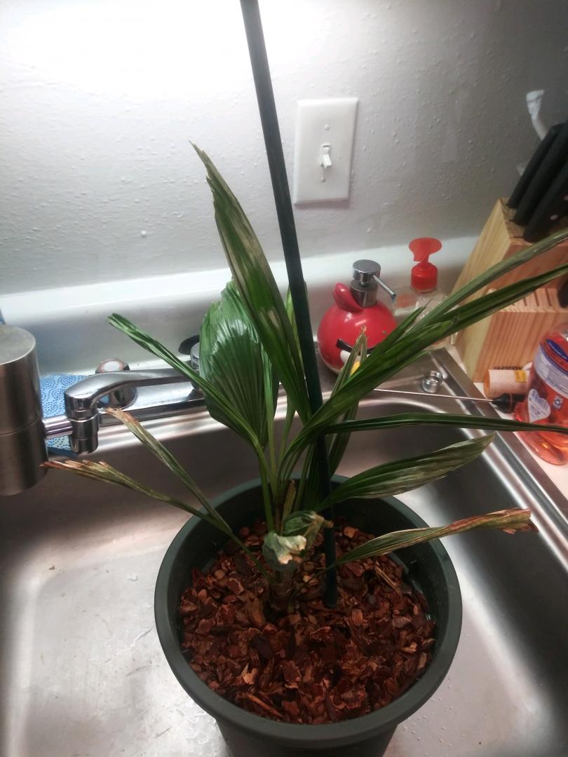 Help with new L. Ramsayi