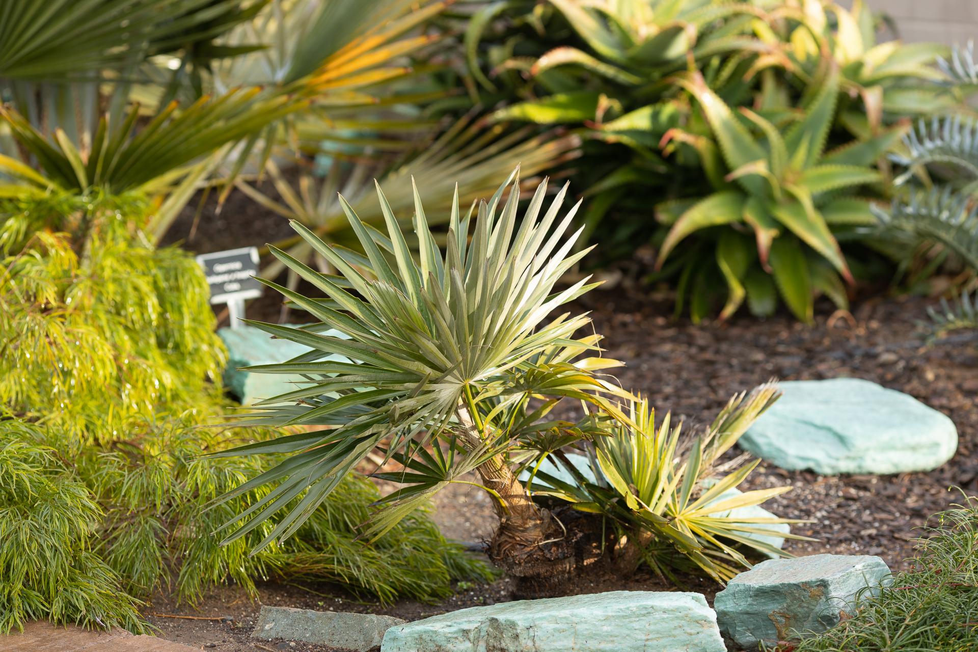 Coccothrinax id ... bought as borhidiana hybrid