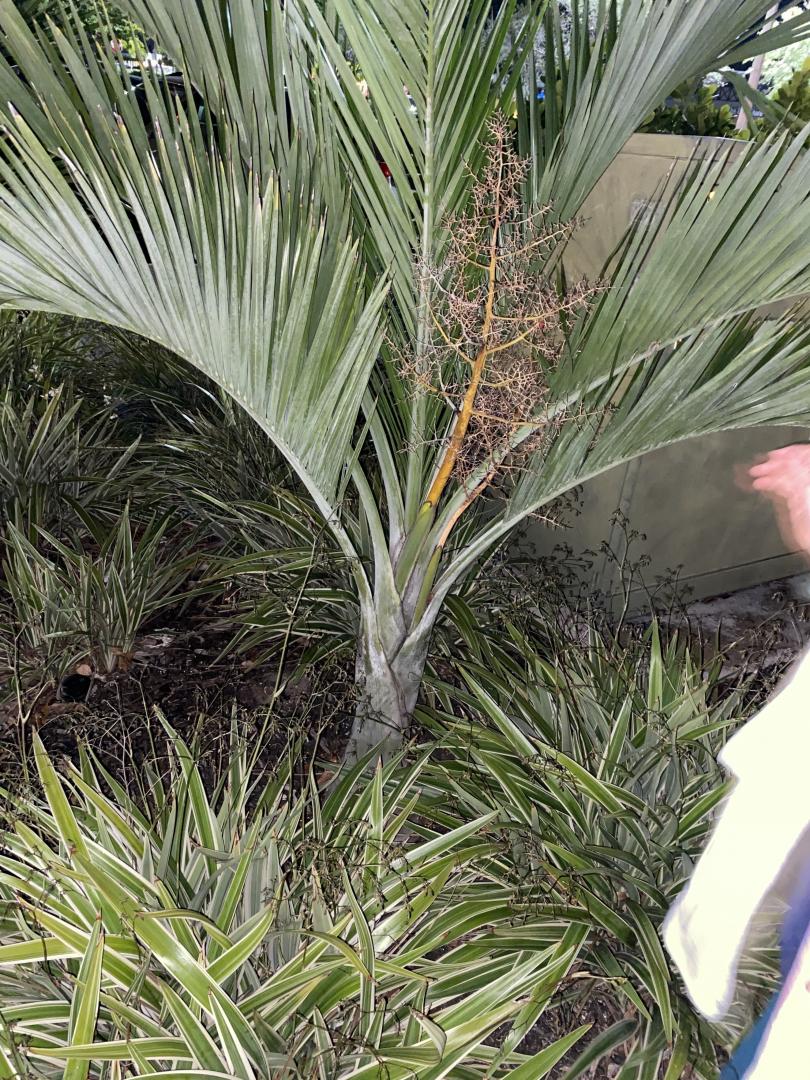 Pseudophoenx sargentii Dwarfs? Cape Coral FL