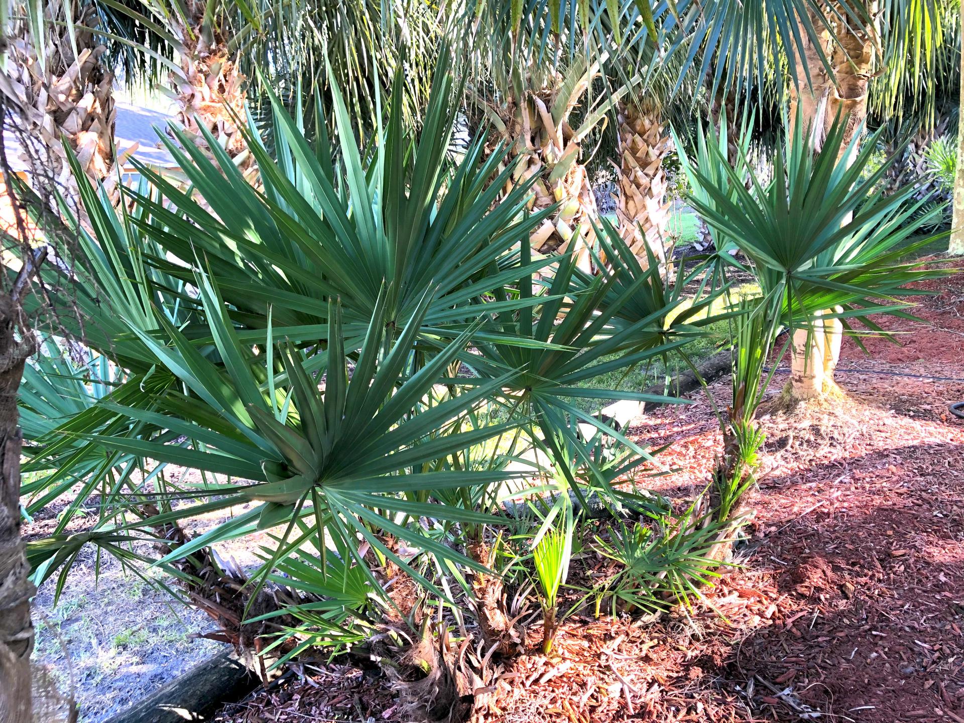 serenoa repens forum