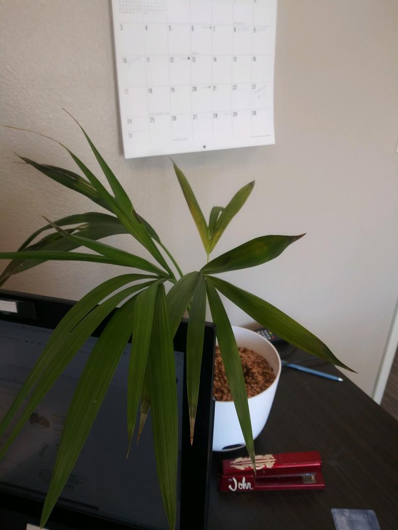 Kentia transplant shock?