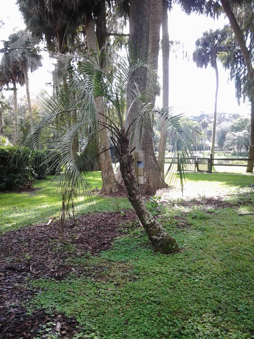Pygmy Butia Palm