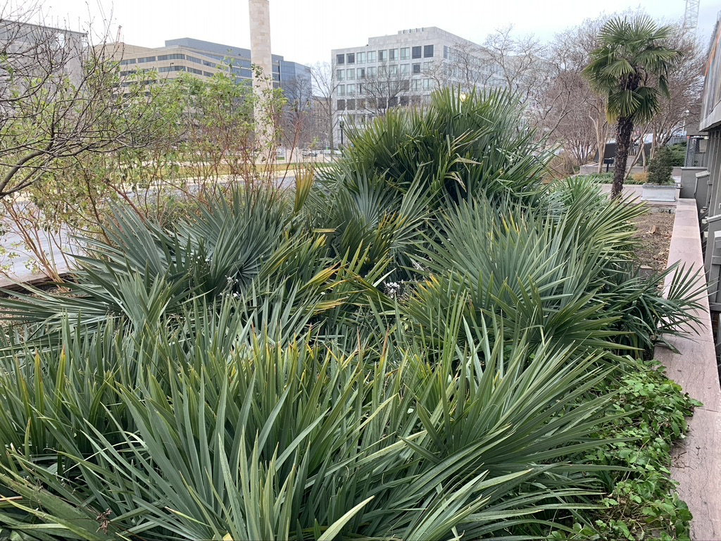 washington DC windmill palm DISCUSSING PALM TREES WORLDWIDE PalmTalk