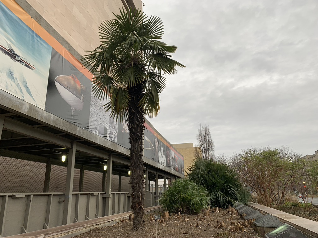 washington DC windmill palm DISCUSSING PALM TREES WORLDWIDE PalmTalk