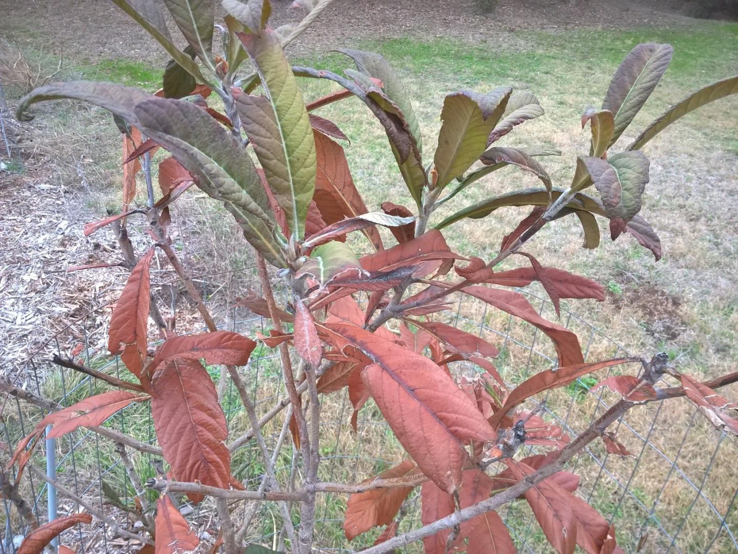 Leaf burn on various sized loquat trees TROPICAL LOOKING PLANTS