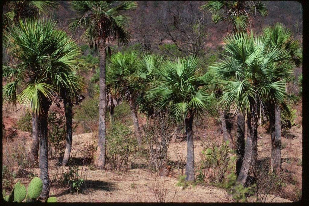 Brahea aculeata group near Nuri, Sonora, Mx.jpg