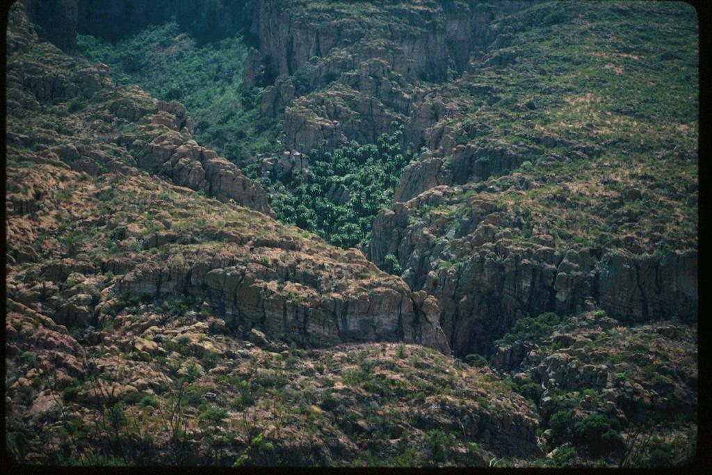 Brahea nitida canyon from distant view.jpg