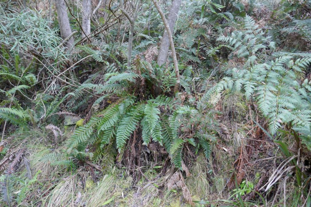 Polystichum australiense.jpg