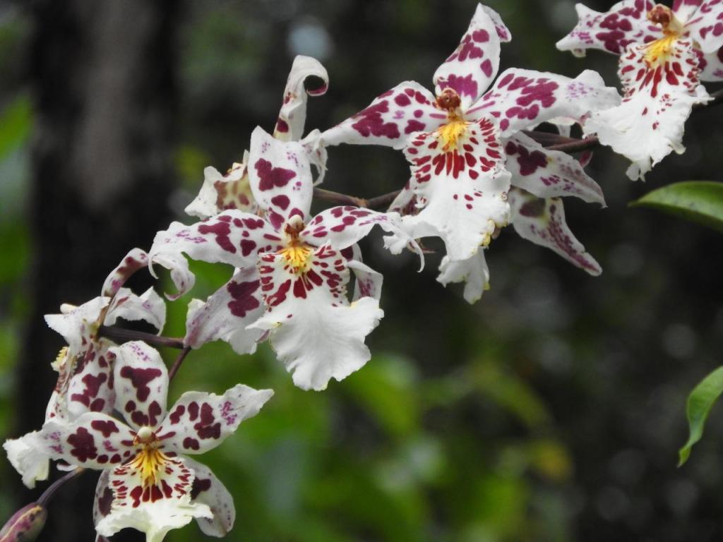 1538480826_odontoglossum1.thumb.jpg.c6fcbadf9331091324ad9a8069c75555.jpg