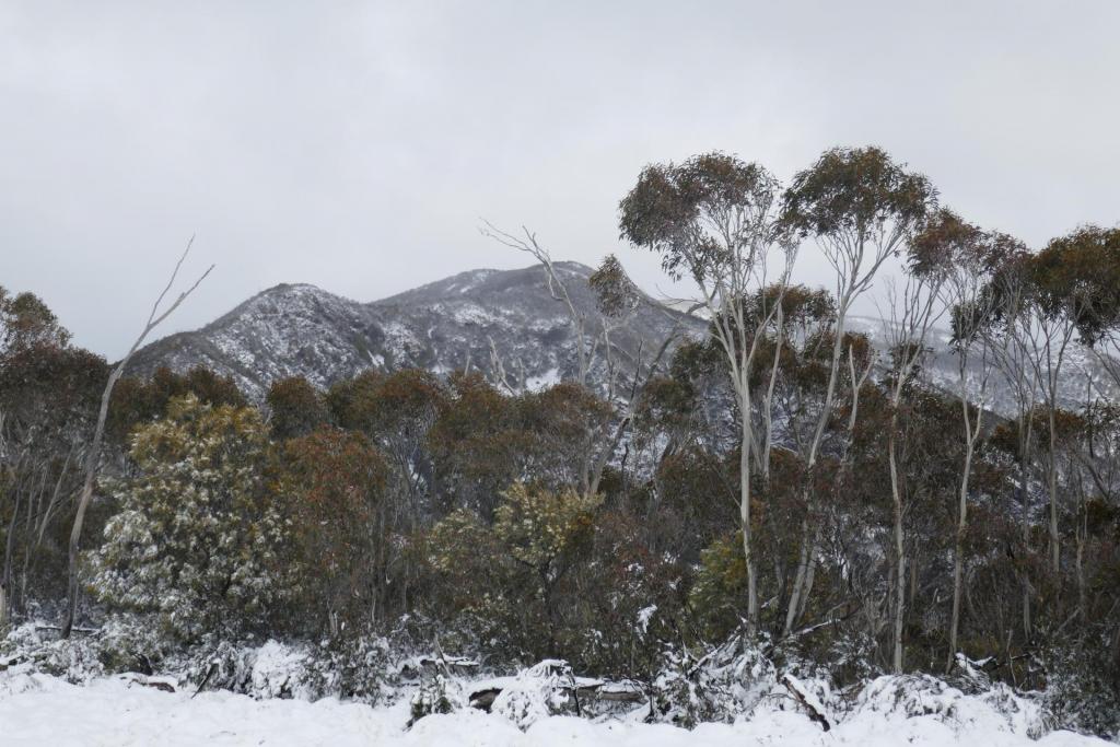 Eucalyptus pauciflora.jpg