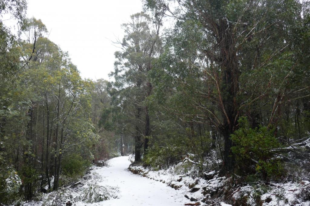 Eucalyptus fastigata.jpg