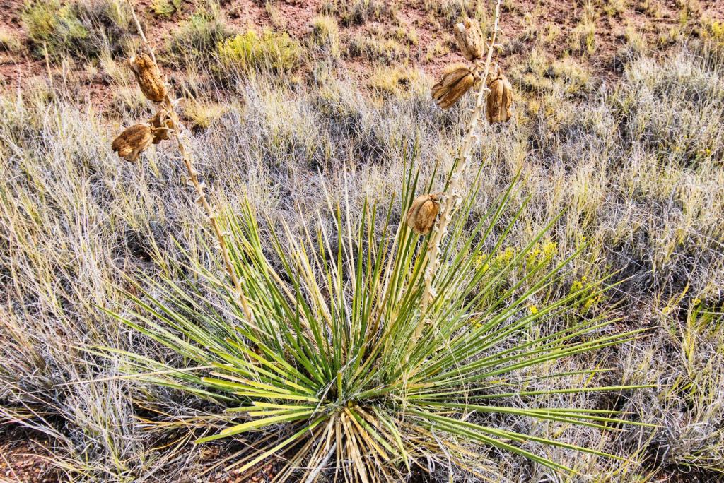 9436 Petriefied Forest.jpg