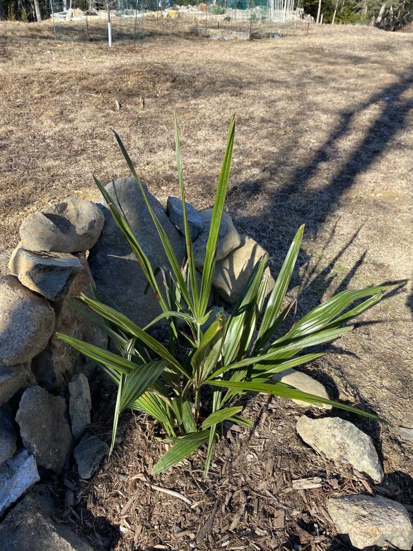 Palms on the Maine coast DISCUSSING PALM TREES WORLDWIDE PalmTalk