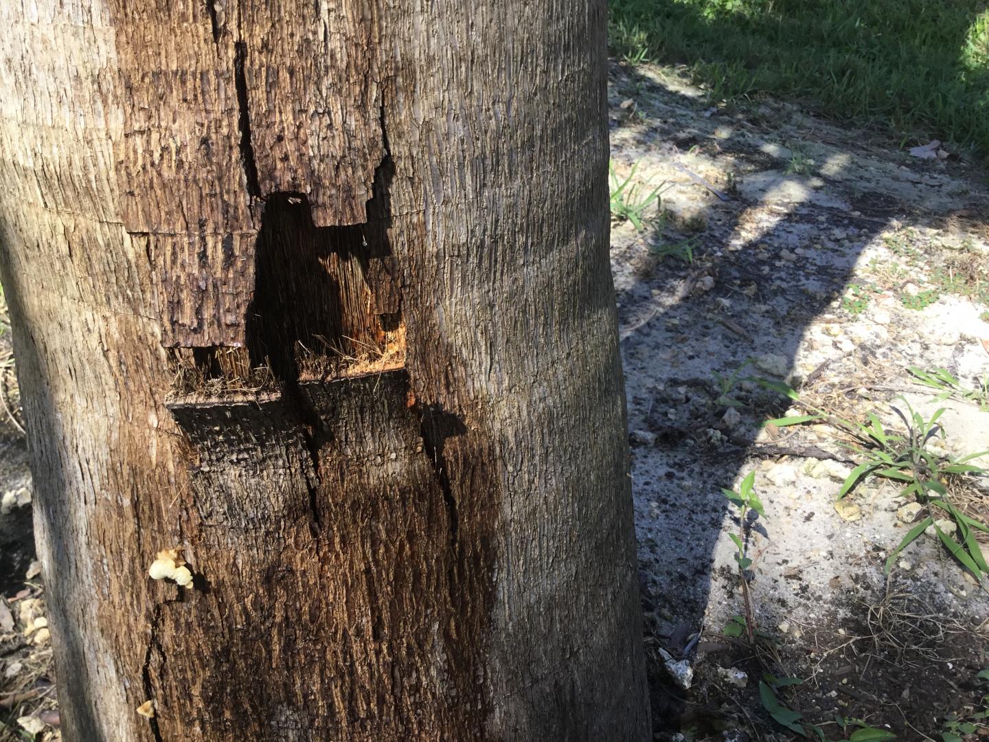 Satakentia Trunk Split DISCUSSING PALM TREES WORLDWIDE PalmTalk