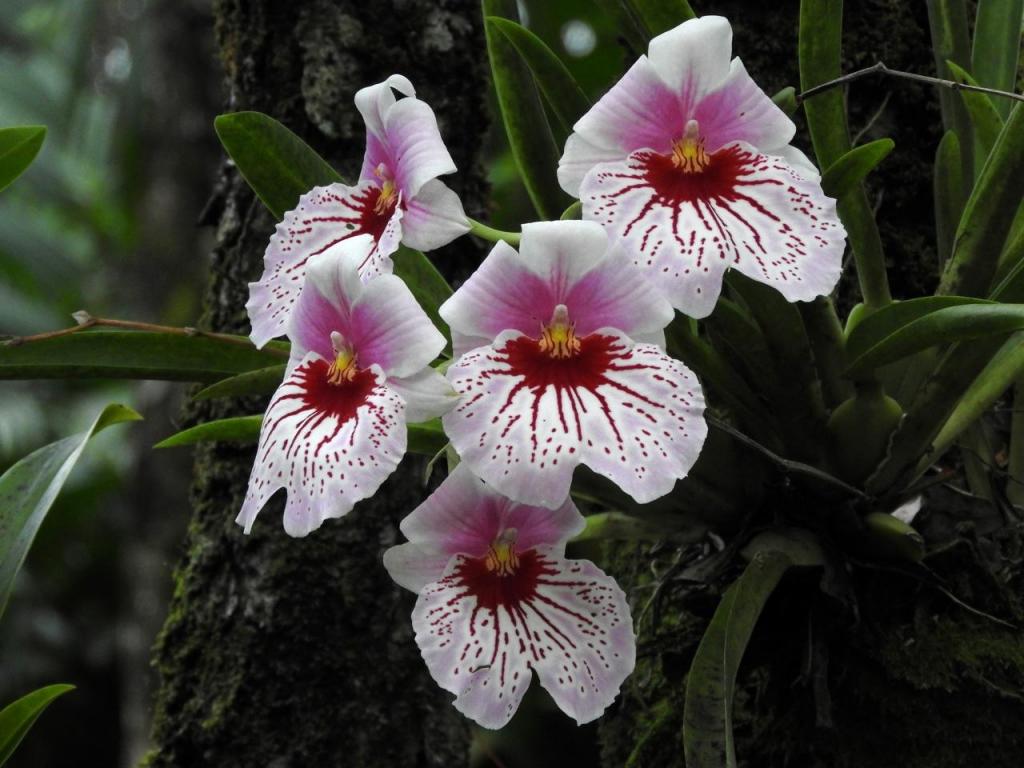 906967391_Miltoniopsis1.thumb.jpg.e77d8894d4a59d31dc8a8835994c0fa3.jpg