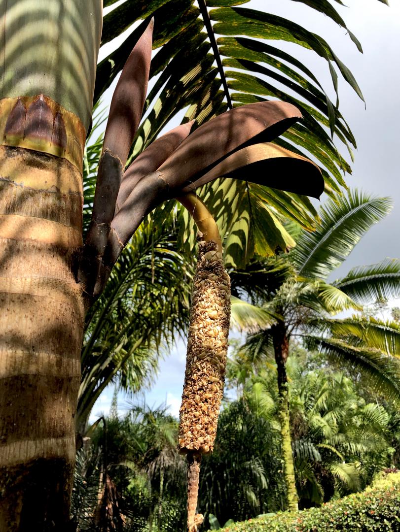 Wettinia kalbreyeri DISCUSSING PALM TREES WORLDWIDE PalmTalk