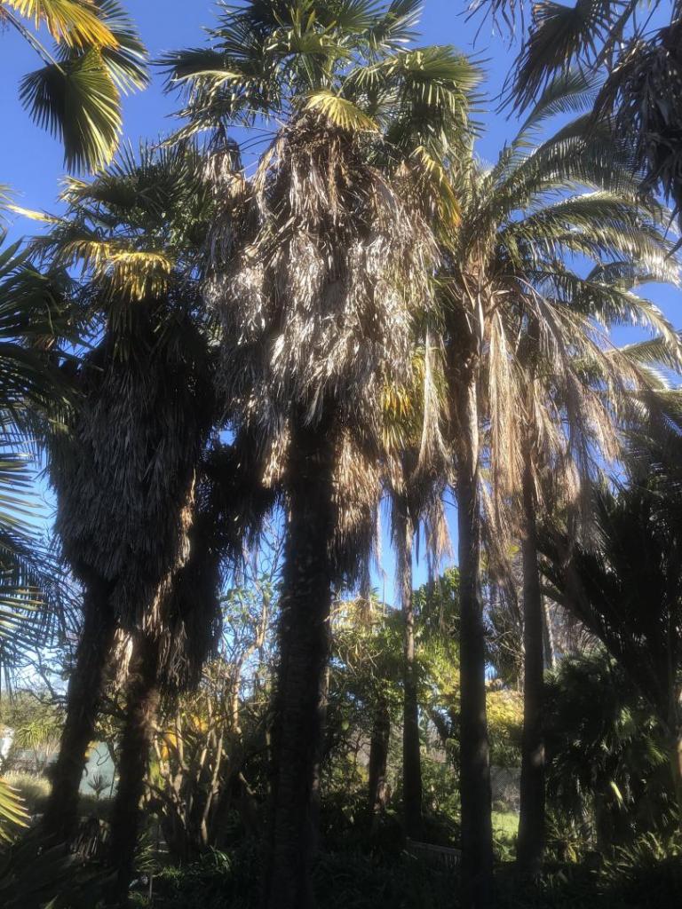 Lakeside Palmetum, Oakland DISCUSSING PALM TREES WORLDWIDE PalmTalk