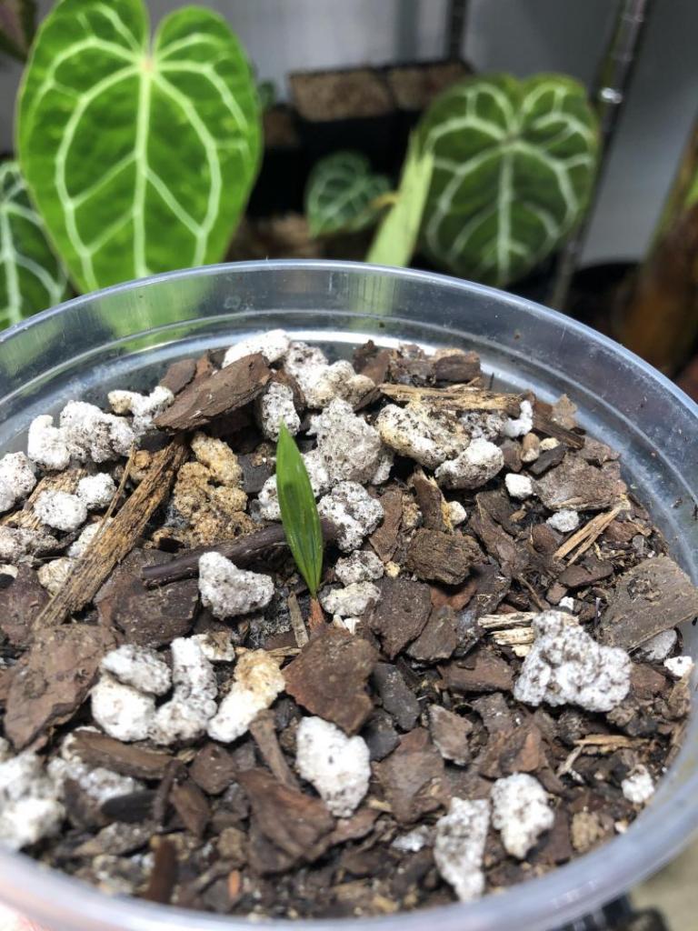 SabalCausiarumSeedling25FEB2021.thumb.jpg.2734747077638d6ea20c3952b93817e4.jpg