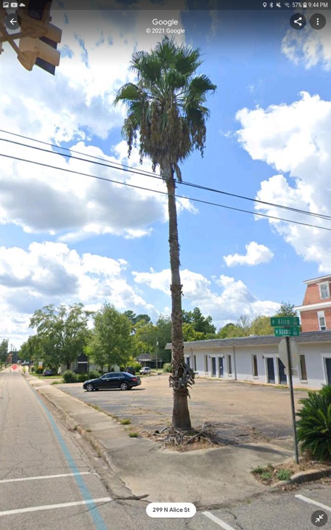 Washingtonia in Dothan, Alabama DISCUSSING PALM TREES WORLDWIDE