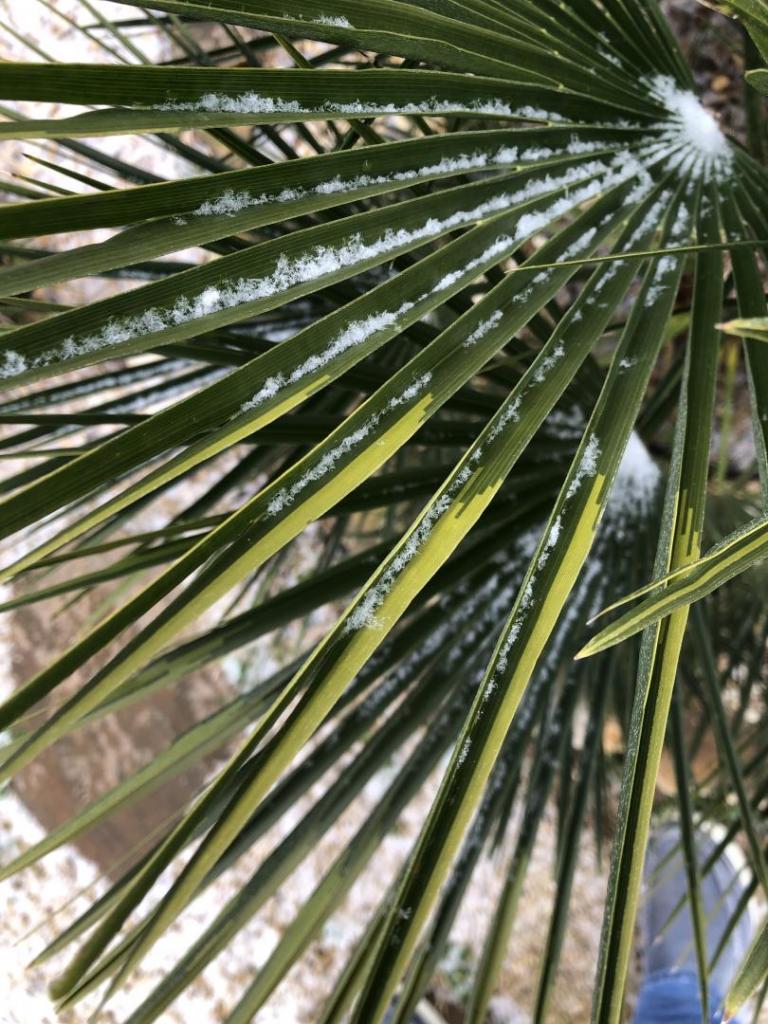 SnowPalmFrond16FEB2021.thumb.jpg.f7715eac9207ba4846dc86cfc04e2788.jpg