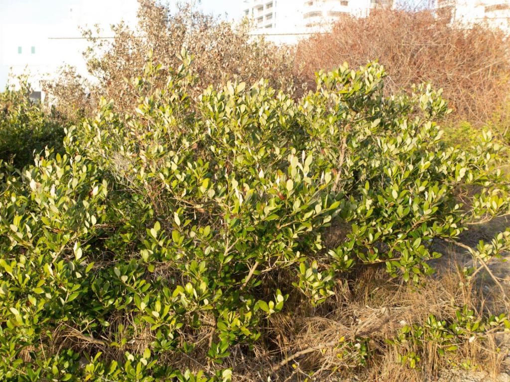 Small mangrove.jpg