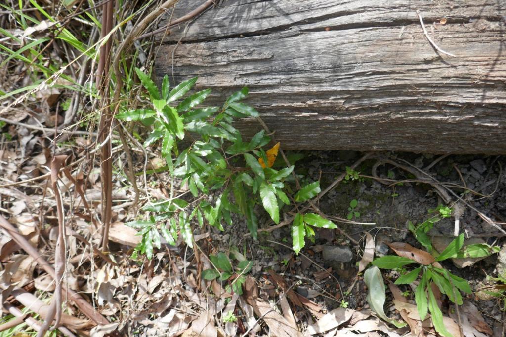 Ochna serrulata.JPG