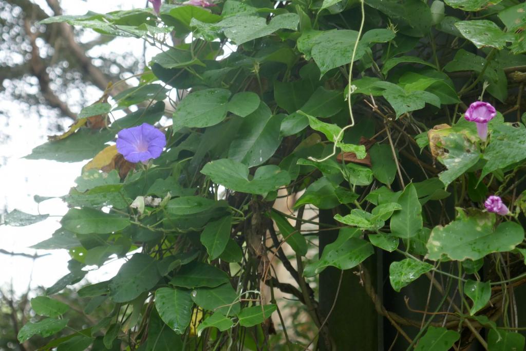 Ipomoea indica.JPG