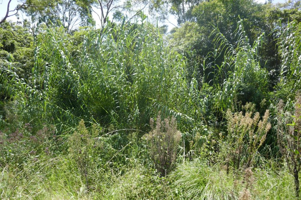 Arundo donax.JPG