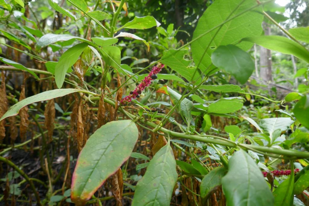 Phytolacca octandra.JPG