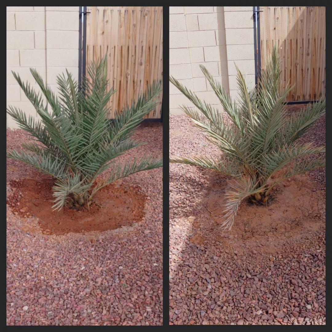 Small Sylvester palm issues