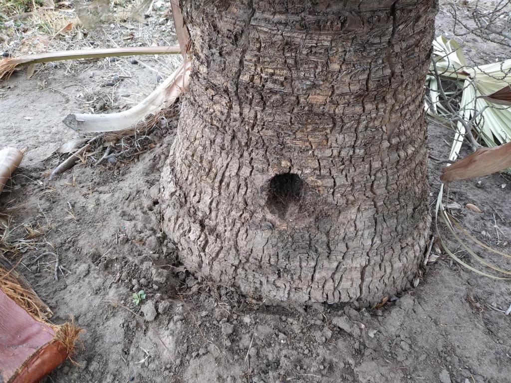 Livistona chinensis hole in trunk? DISCUSSING PALM TREES WORLDWIDE