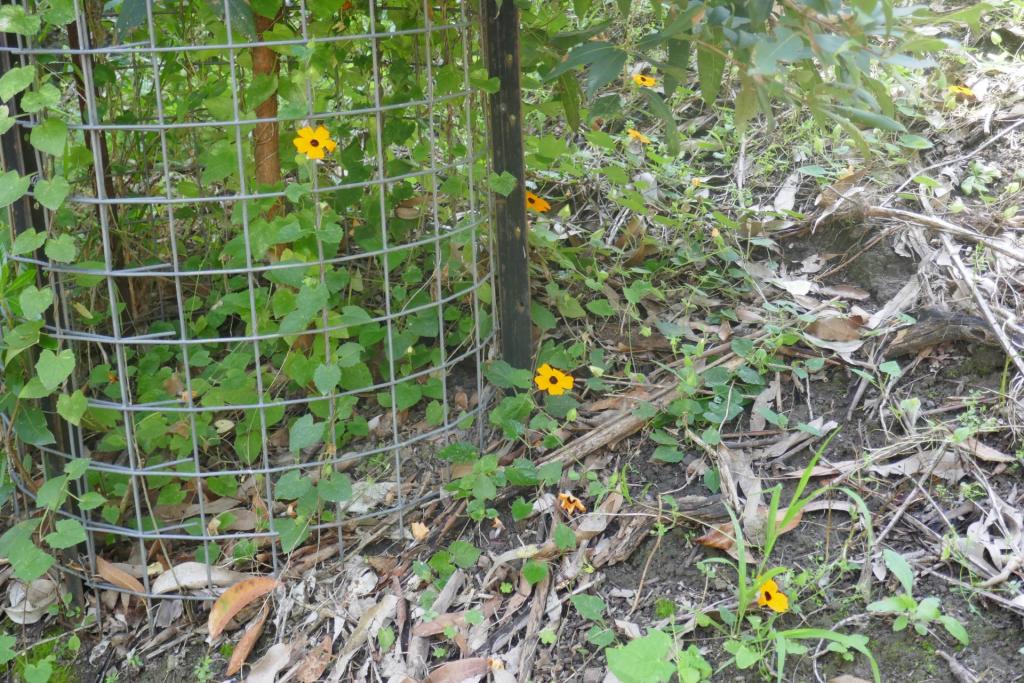 Thunbergia alata.JPG