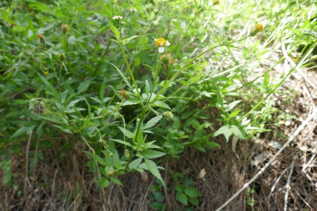 Bidens pilosa.JPG