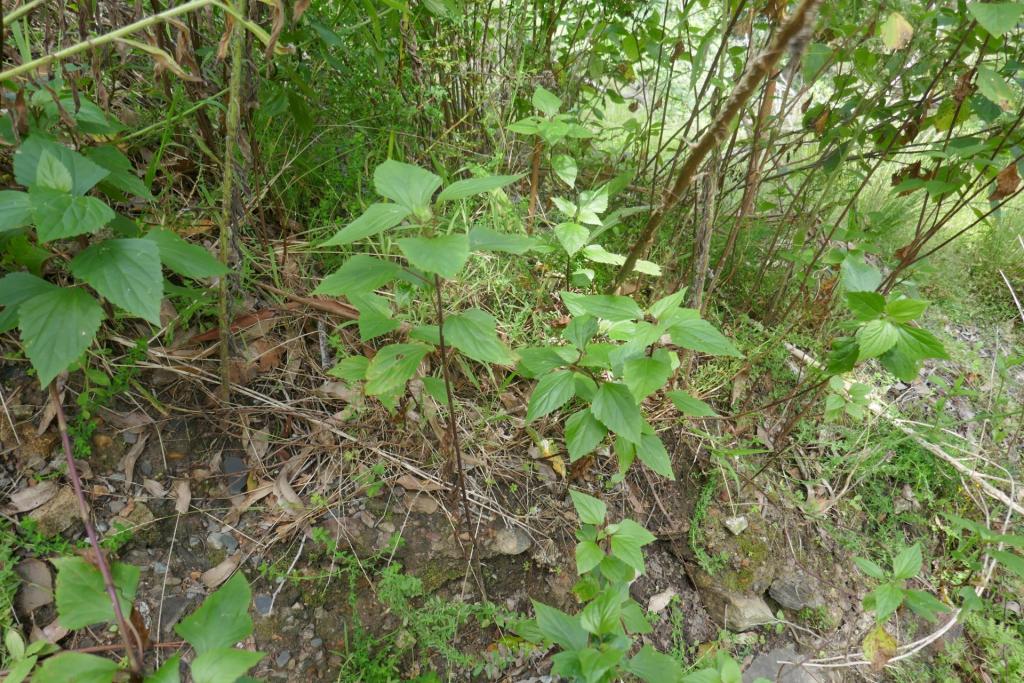 Ageratina adenophora.JPG