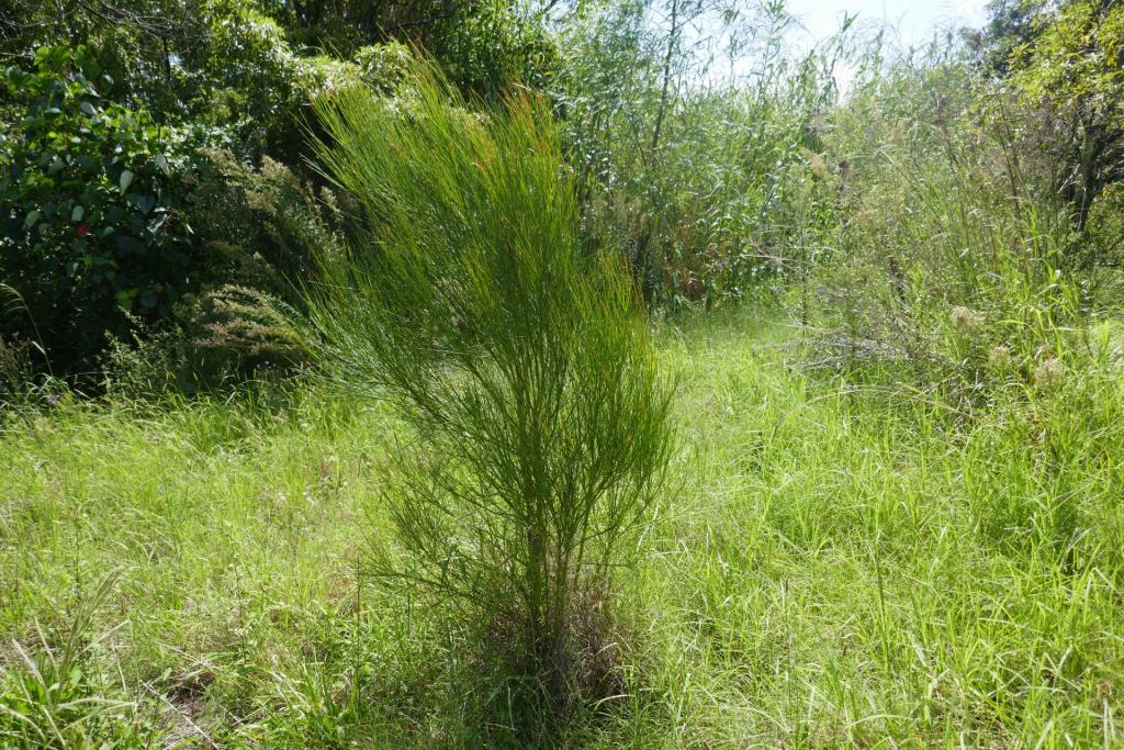 Cytisus scoparius.JPG